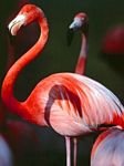 pic for Beautiful Flamingo 480x640